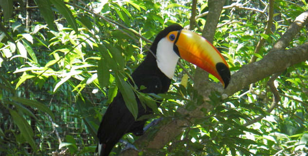 Tukan, Amazonie, ilustrační foto i Pračímu parku - https://commons.wikimedia.org/wiki/File:Toco_toucan_foz.jpg