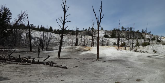 Mammoth Hot Springs - 