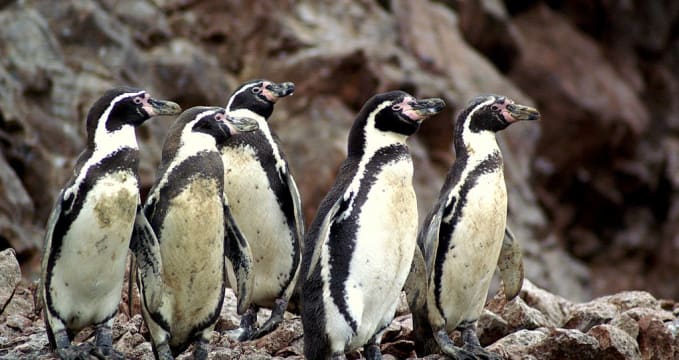 tučňáci na Islas Ballestas - https://commons.wikimedia.org/wiki/File:Spheniscus_humboldti,_Islas_Ballestas_10.jpg