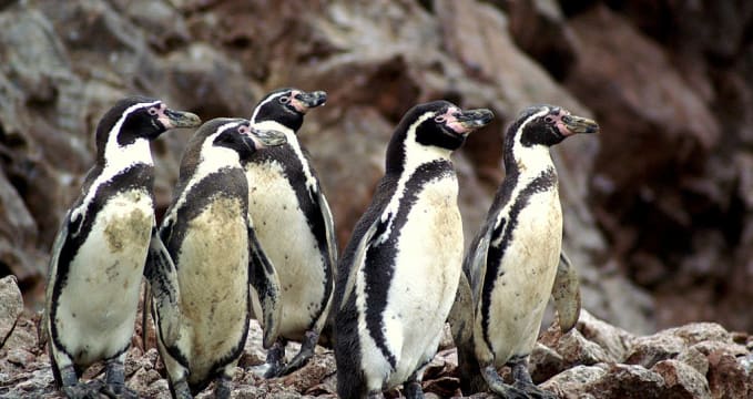 tučňáci na Islas Ballestas - https://commons.wikimedia.org/wiki/File:Spheniscus_humboldti,_Islas_Ballestas_10.jpg