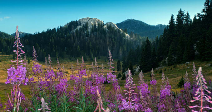 Botanická zahrada ve Velebitu - https://commons.wikimedia.org/wiki/File:Veliki-Lubenovac_Uvala_NatPark-NVelebit_Dinarides_Croatia_3.jpg?uselang=cs