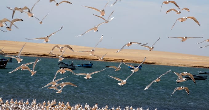 Národní rezervace Paracas - https://www.flickr.com/photos/ilker/4443486921