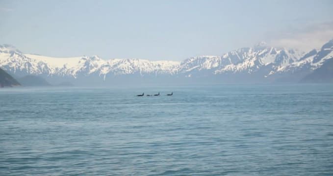 Kenai Fjords NP - 