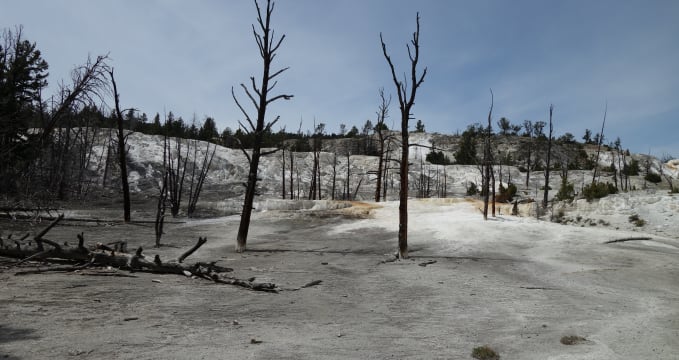 Mammoth Hot Springs - 