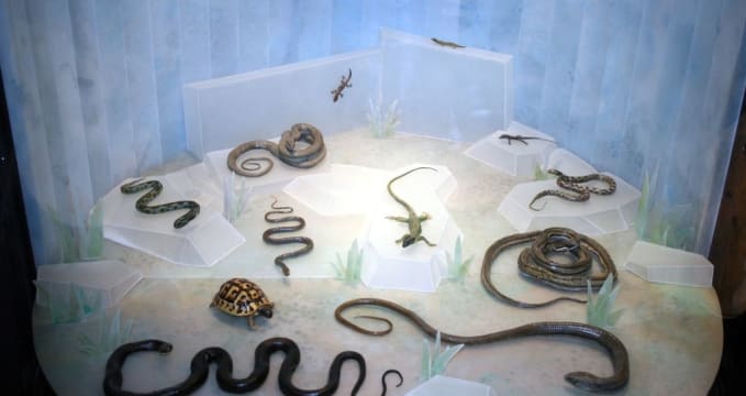 Přírodovědecké muzeum v Rijece - https://commons.wikimedia.org/wiki/File:Kopnena_stani%C5%A1ta_priobalja_i_otoka_rije%C4%8Dkog_podru%C4%8Dja.JPG?uselang=cs