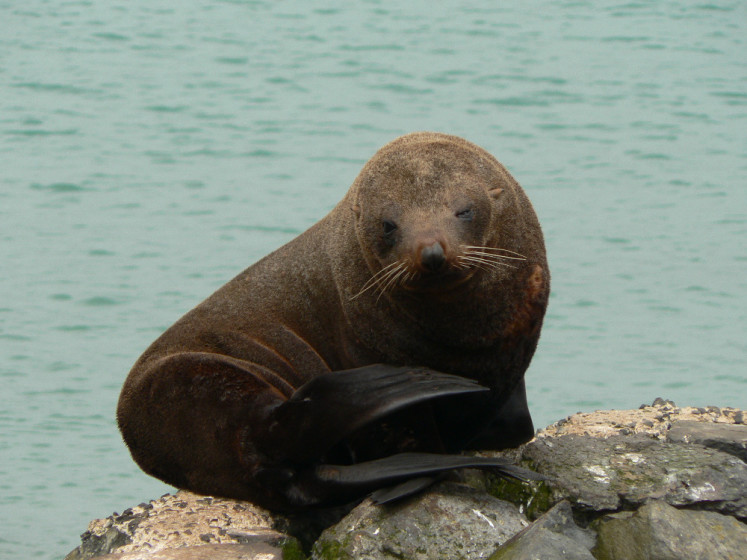 Tuleni v oblasti Kaikoura