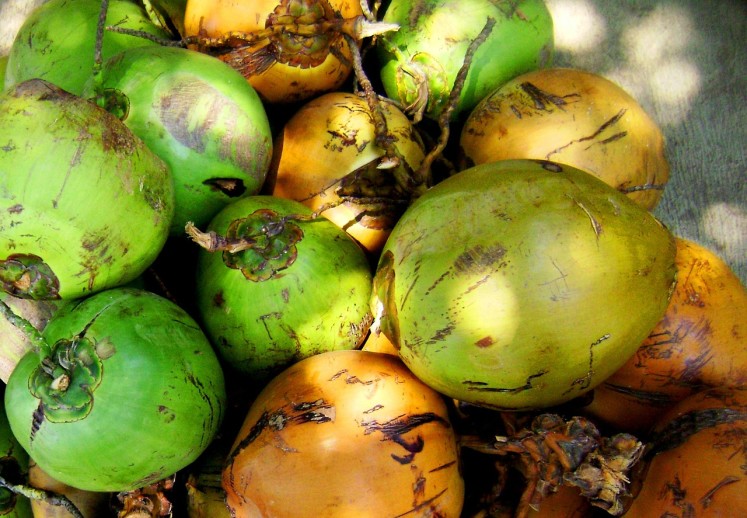 Osvěžující kokosy různého stáří symbolizující exotiku