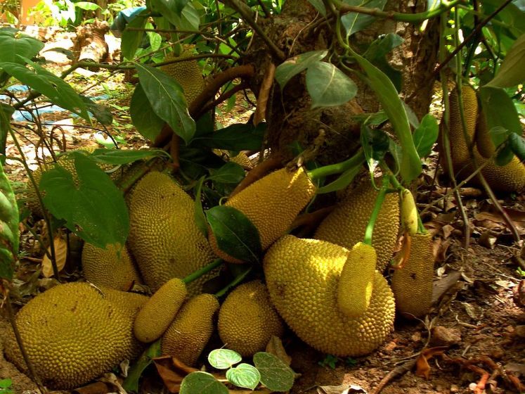 Exotické zelené ovoce jackfruit v přírodě