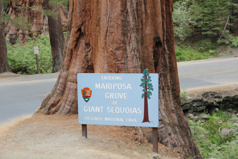 Mariposa Grove