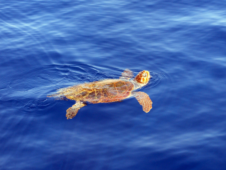 Caretta Caretta