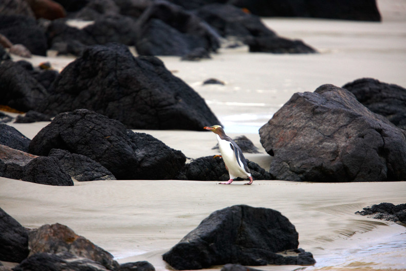 Penguin na poloostrově Otago
