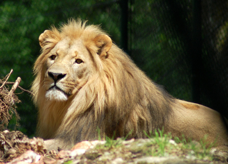 Salzburská ZOO