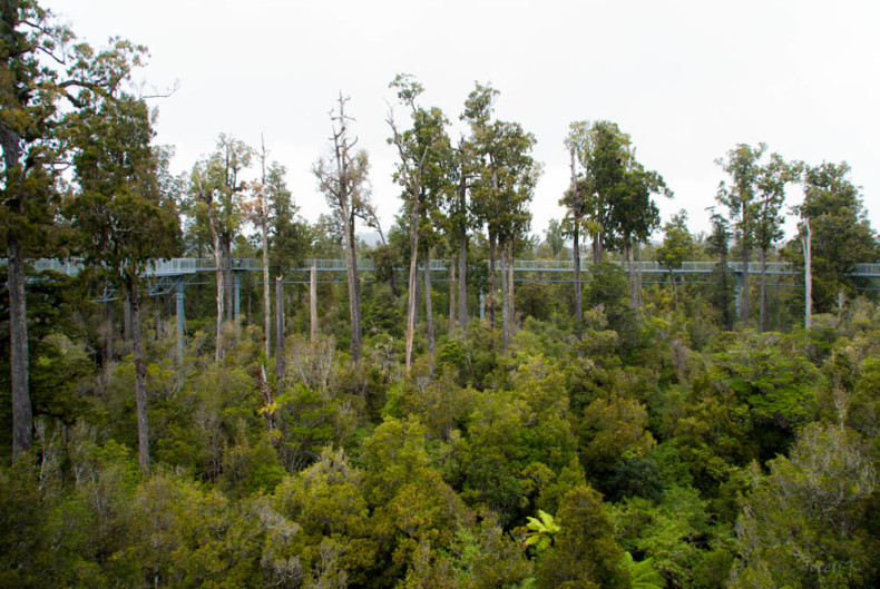 Tree-top walk