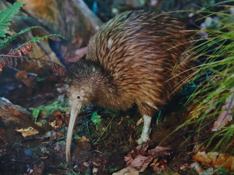 Kiwi