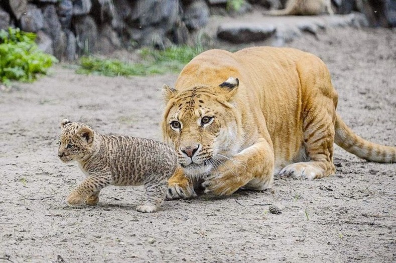 Zoo Novosibirsk