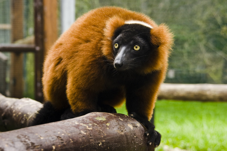 ZOO