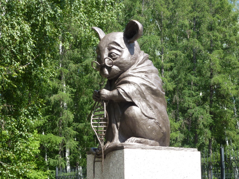Laboratorní myš