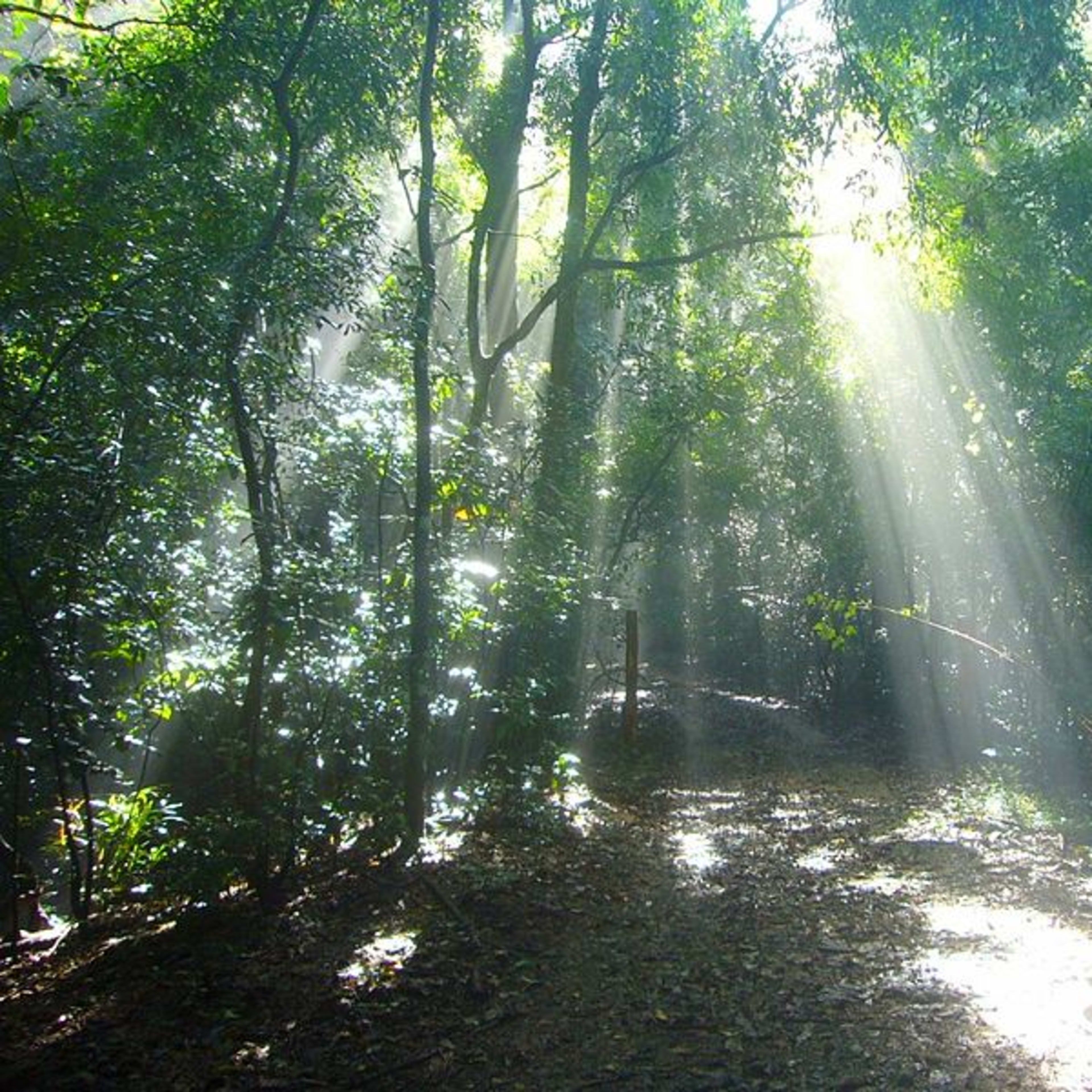Prales Udawattakele