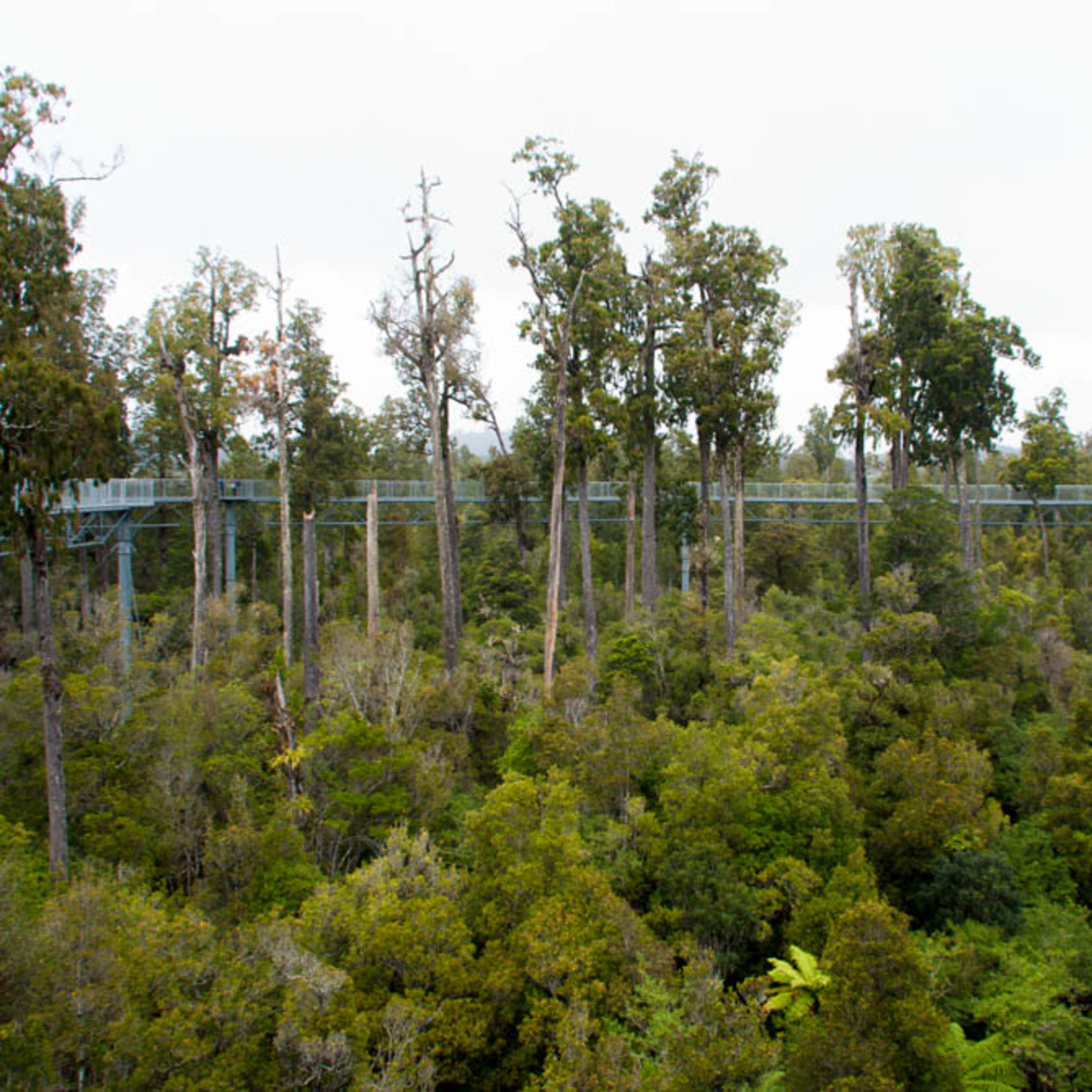 Tree-top walk