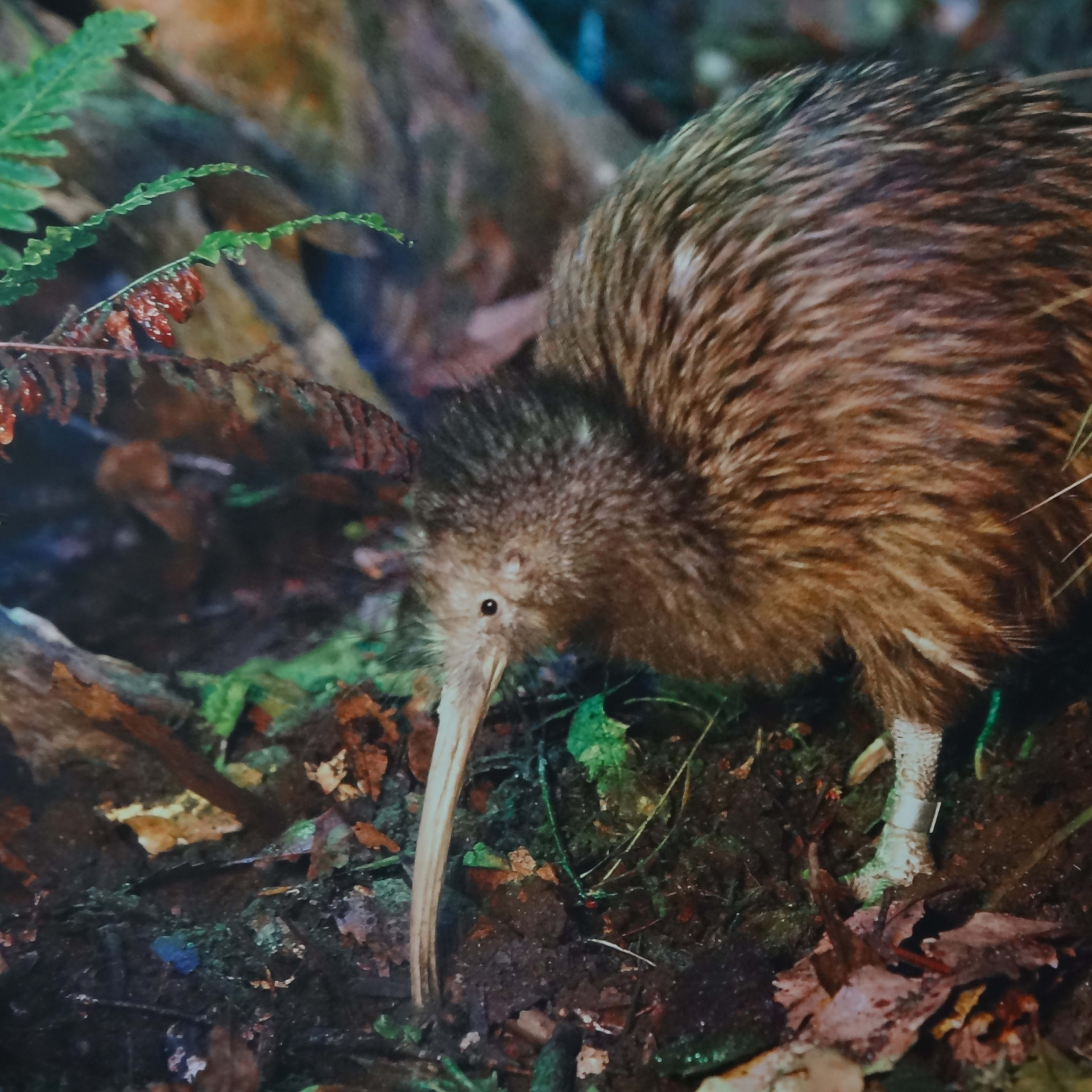 Kiwi centrum