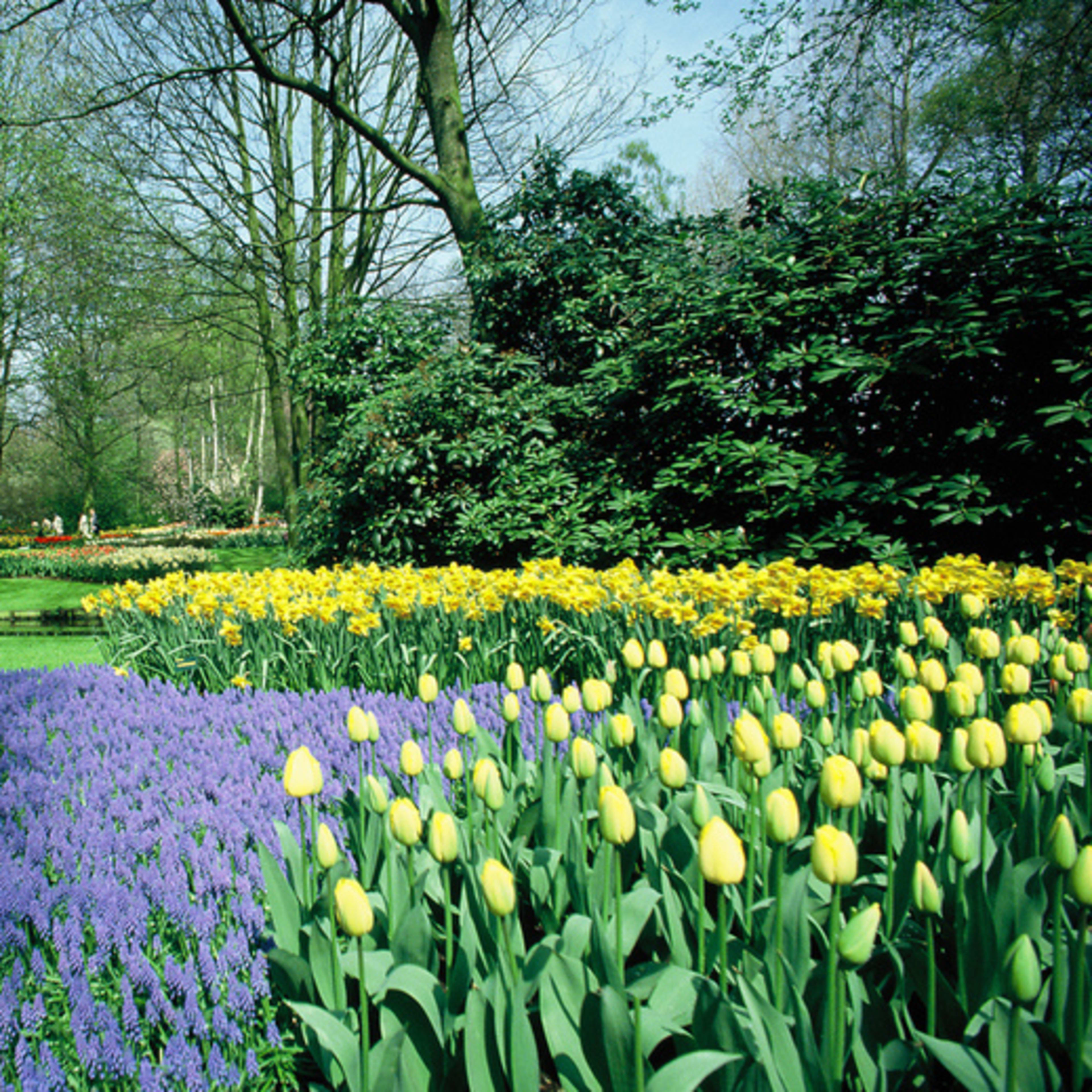 Zahrady Keukenhof