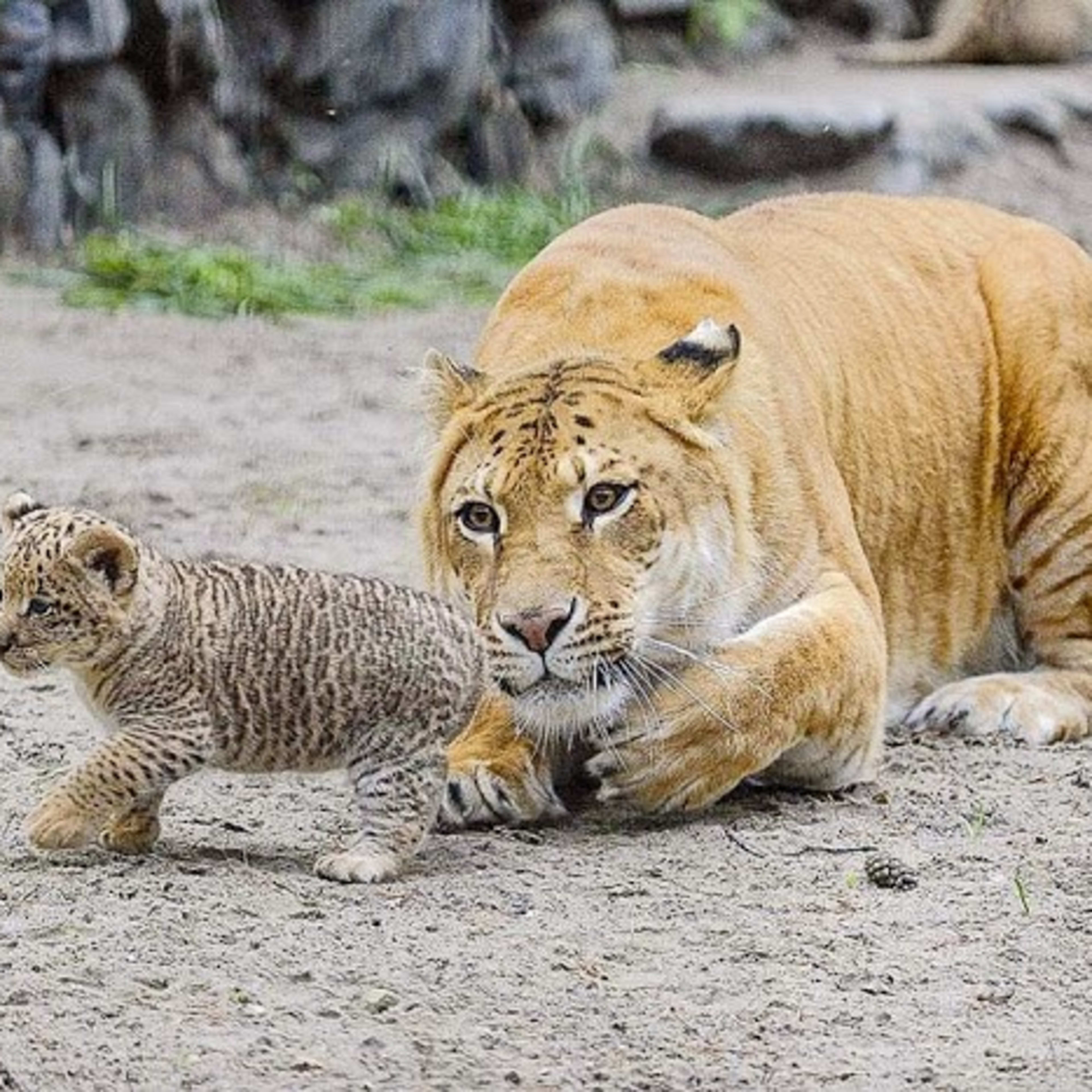 ZOO Novosibirsk