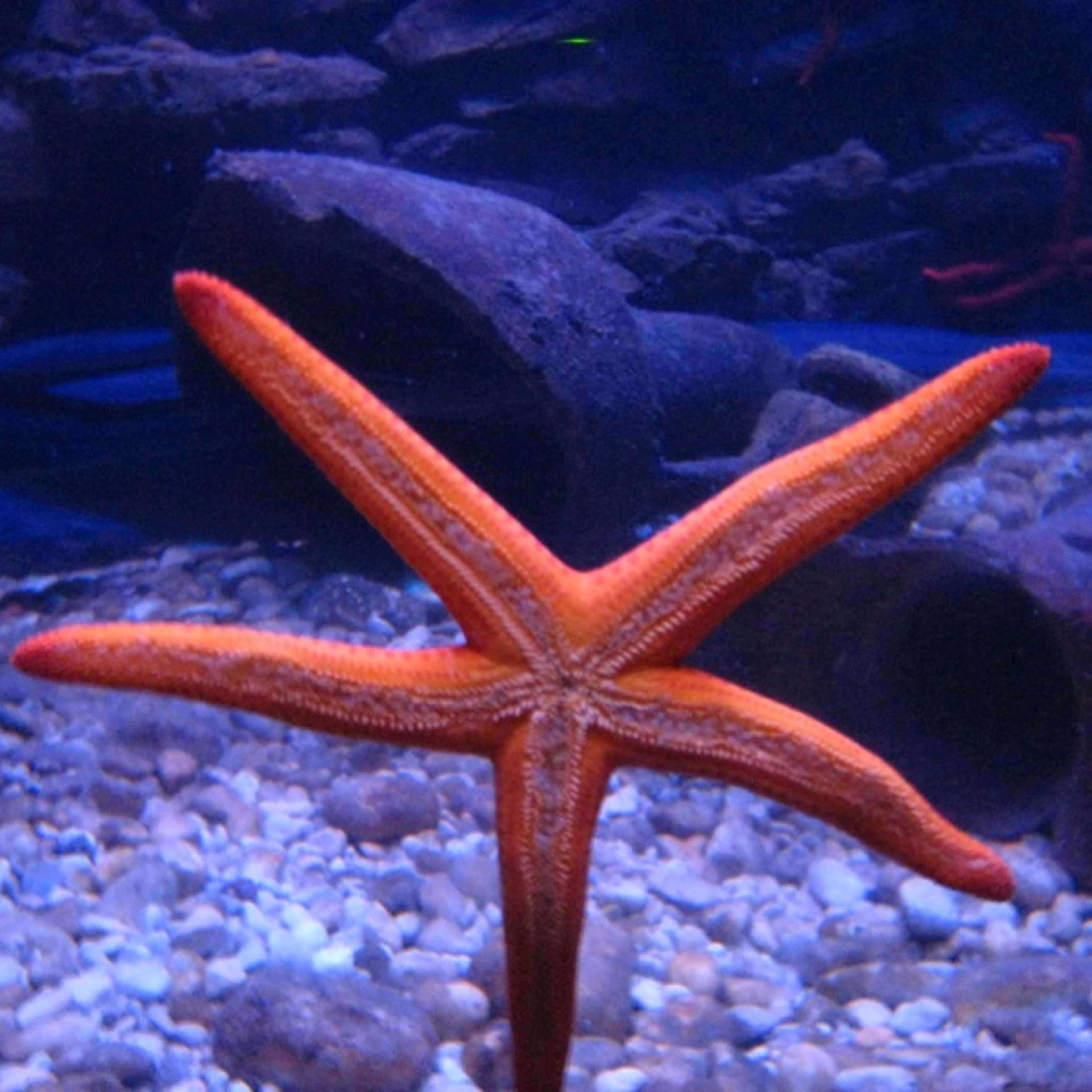 Dubrovnické akvárium