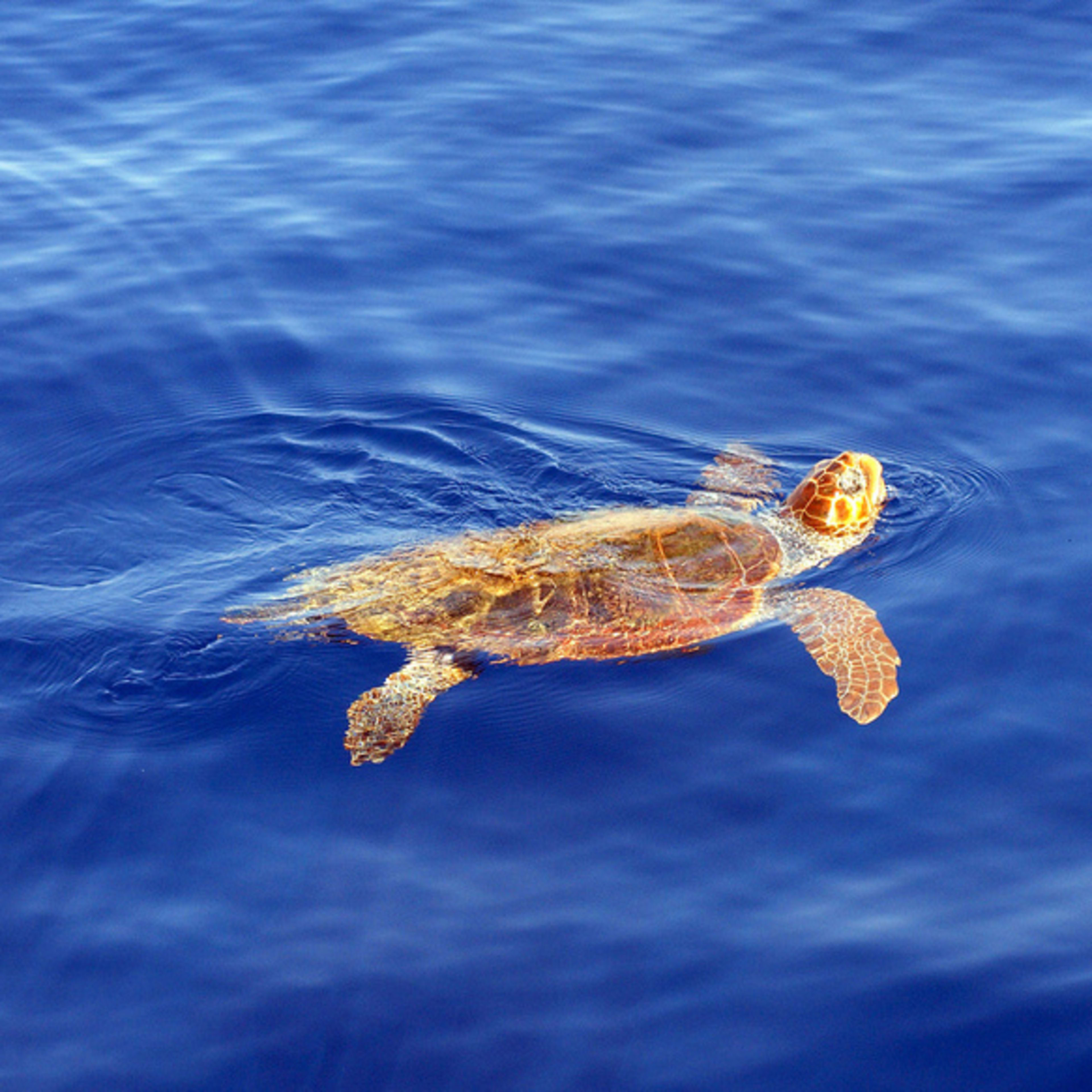 Želvy Caretta-Caretta