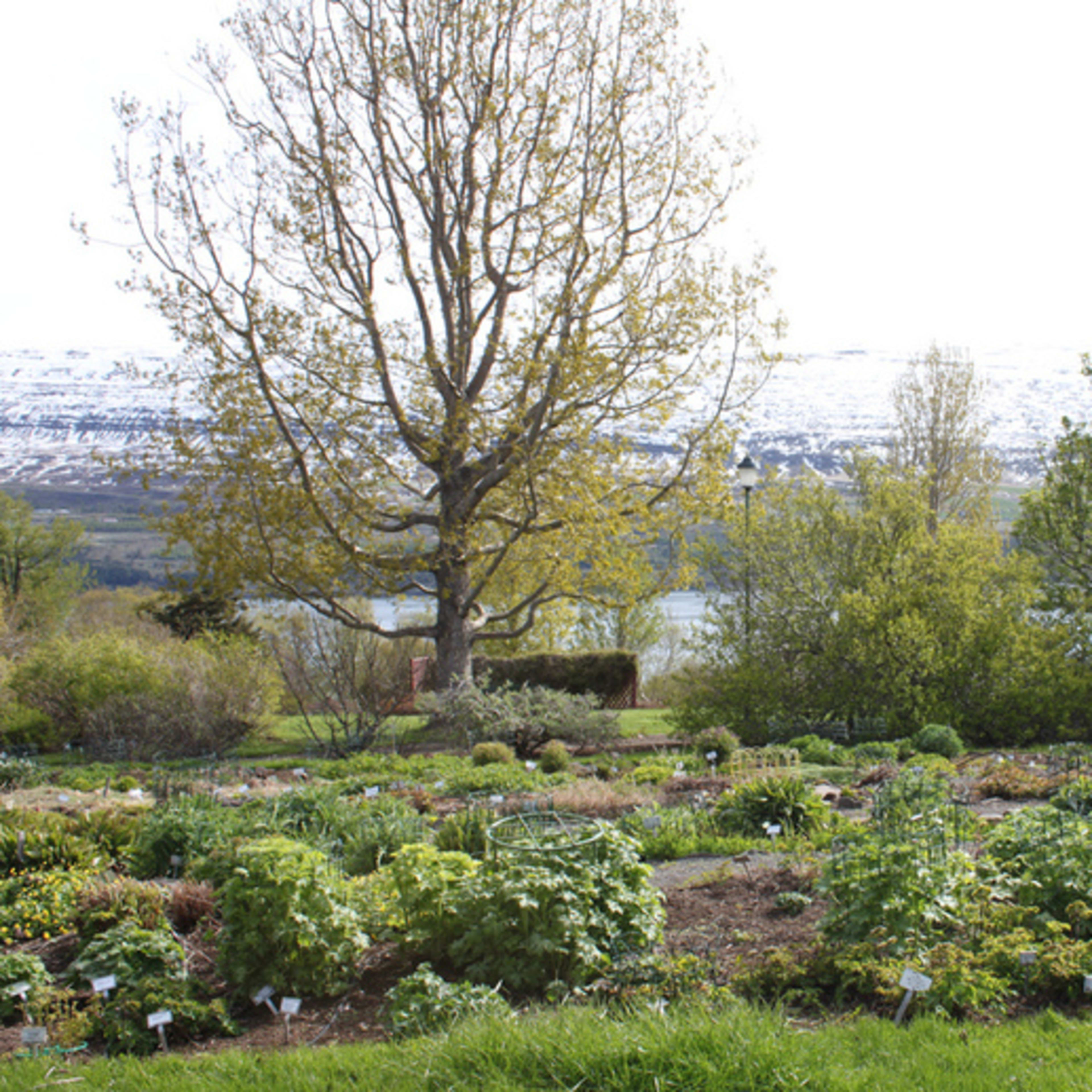 Botanická zahrada Lystigarður Akureyrar