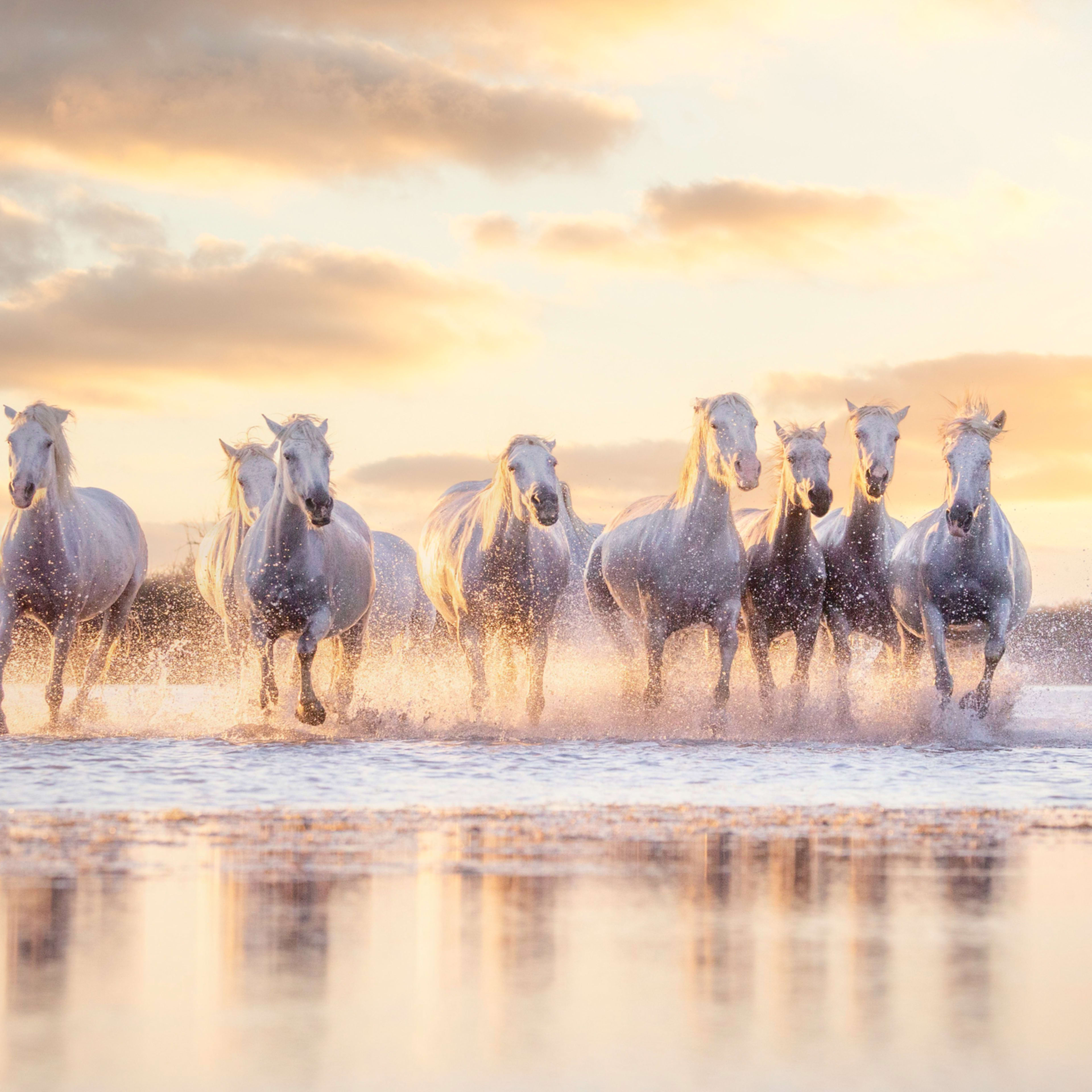 Camargue
