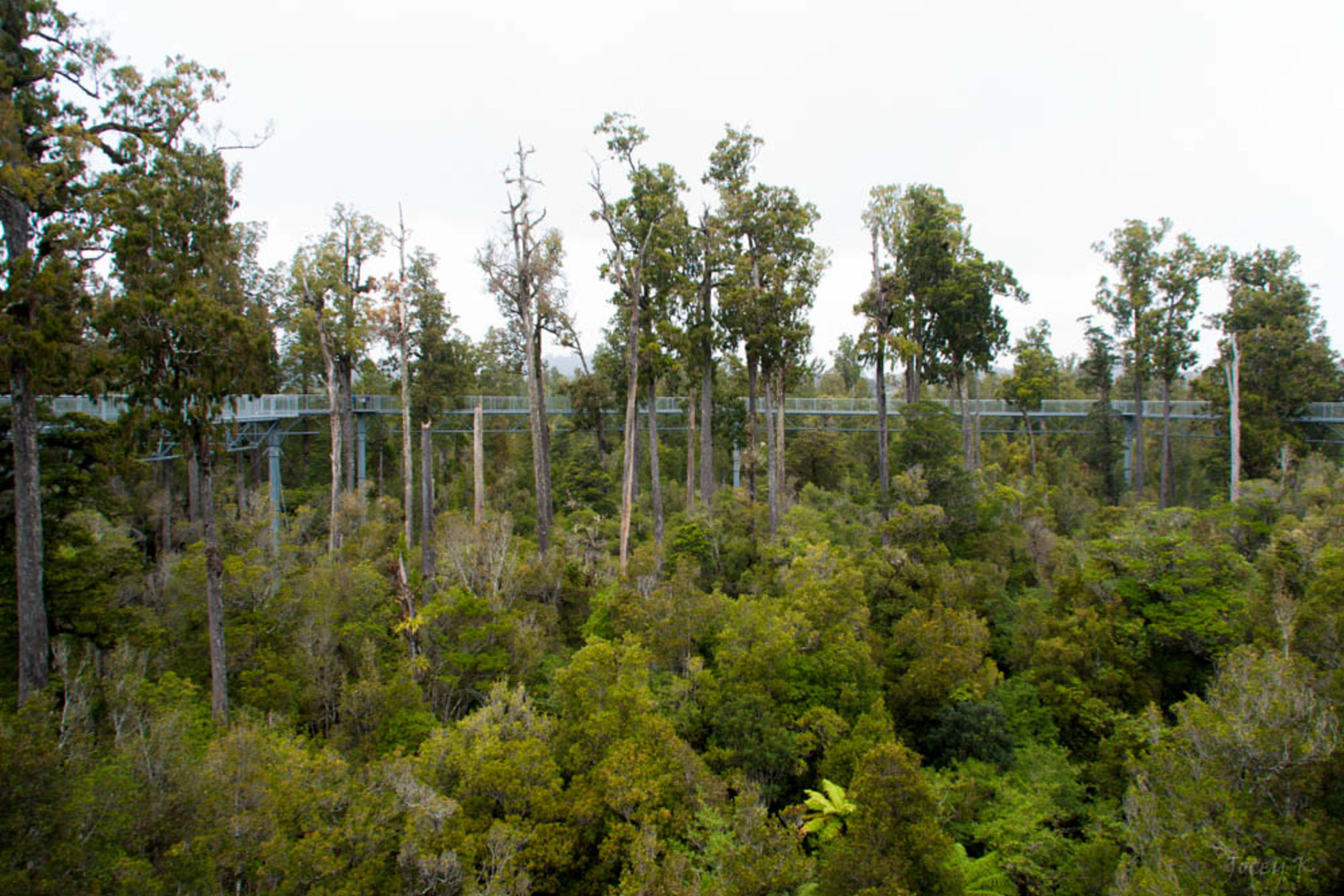 Tree-top walk