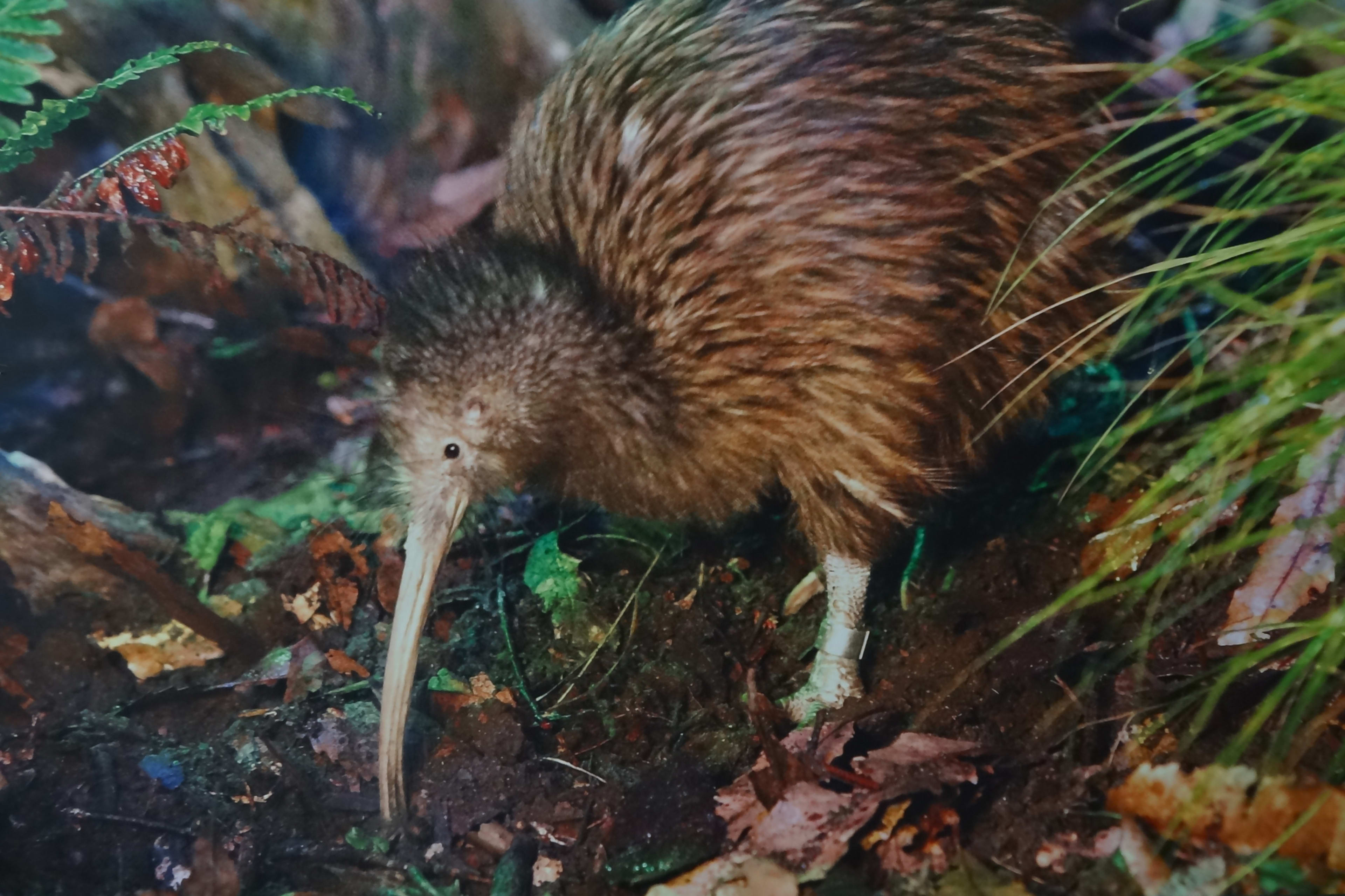 Kiwi centrum
