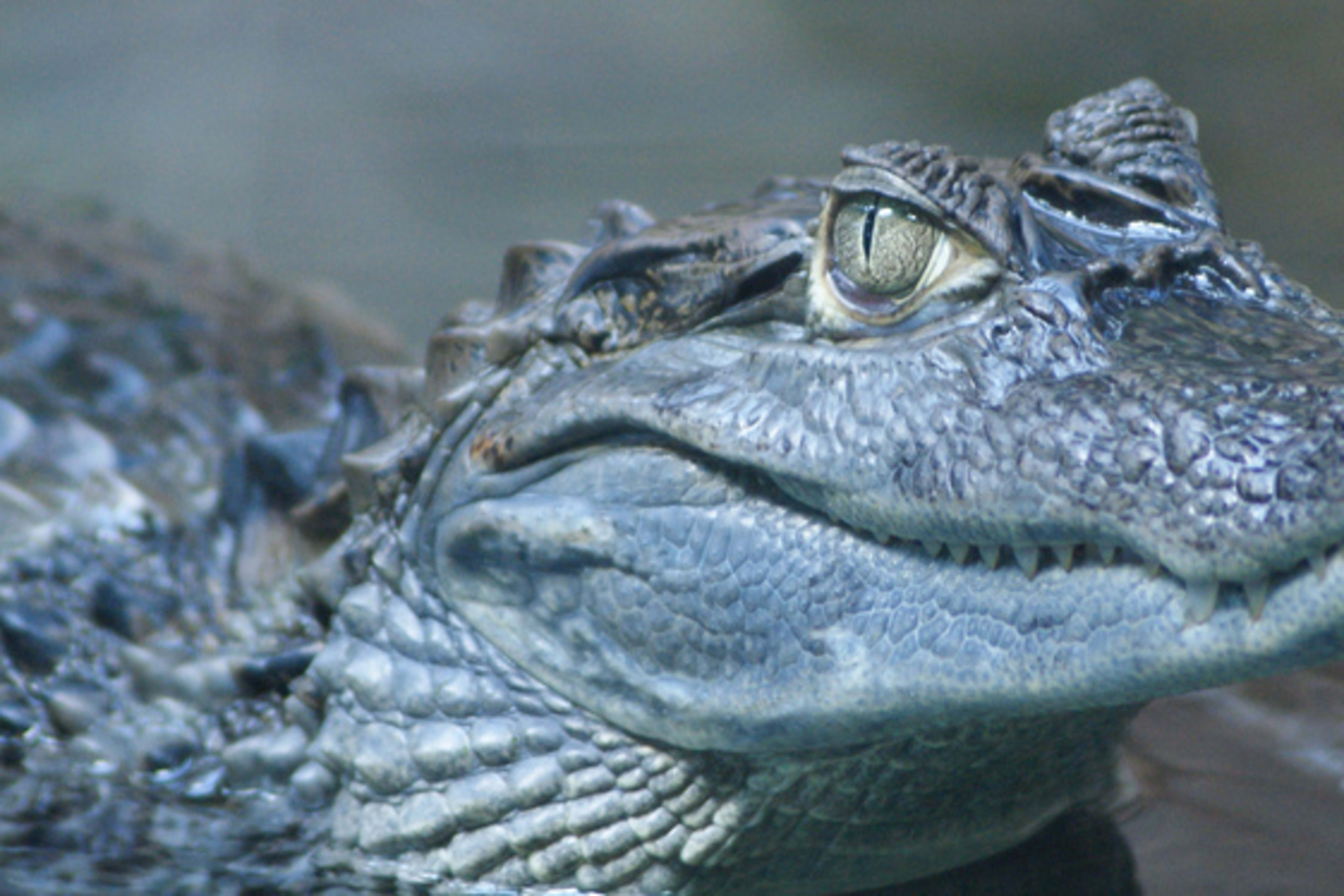 Zoologická zahrada