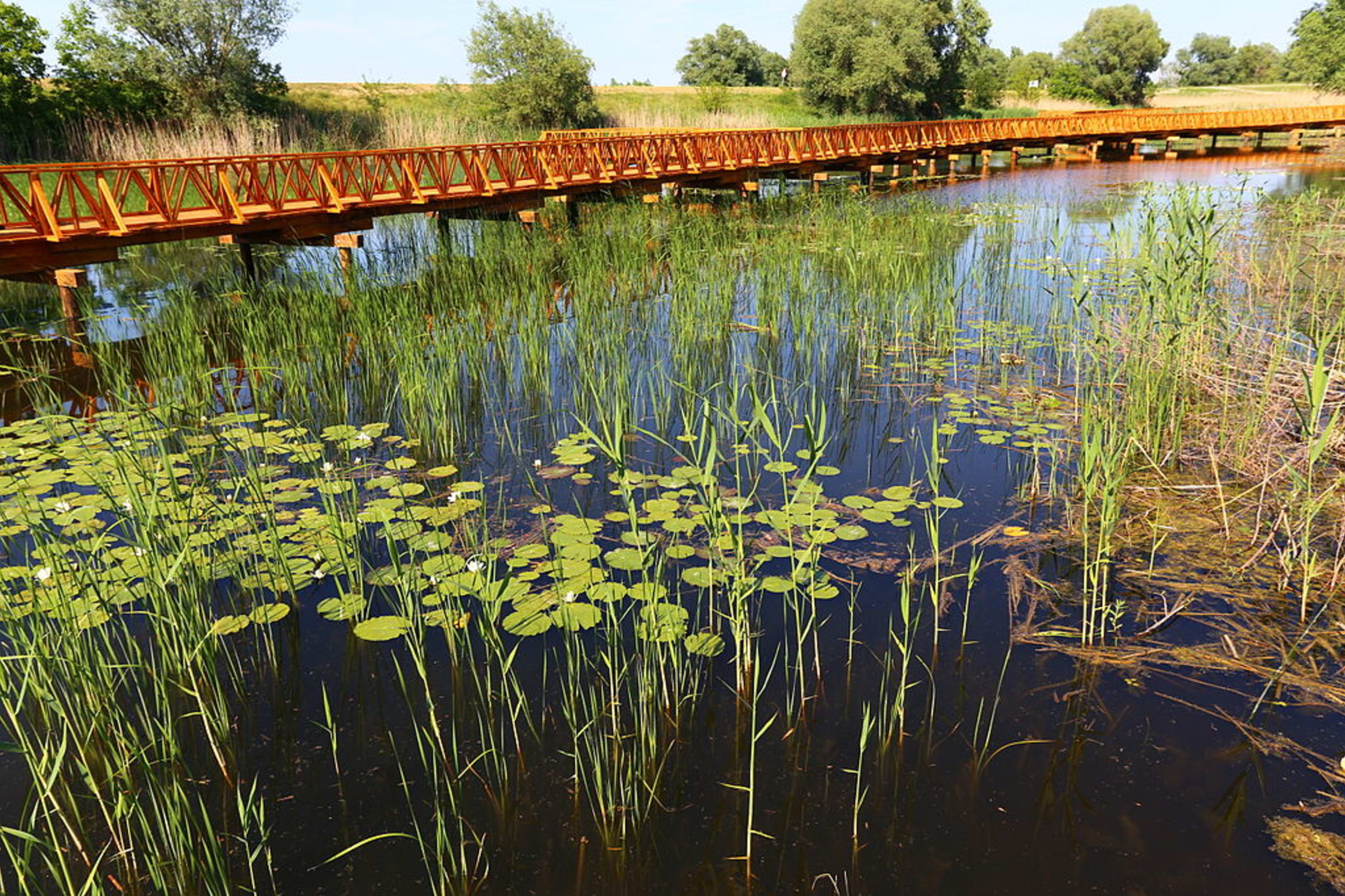 Přírodní park Kopačevská bažina