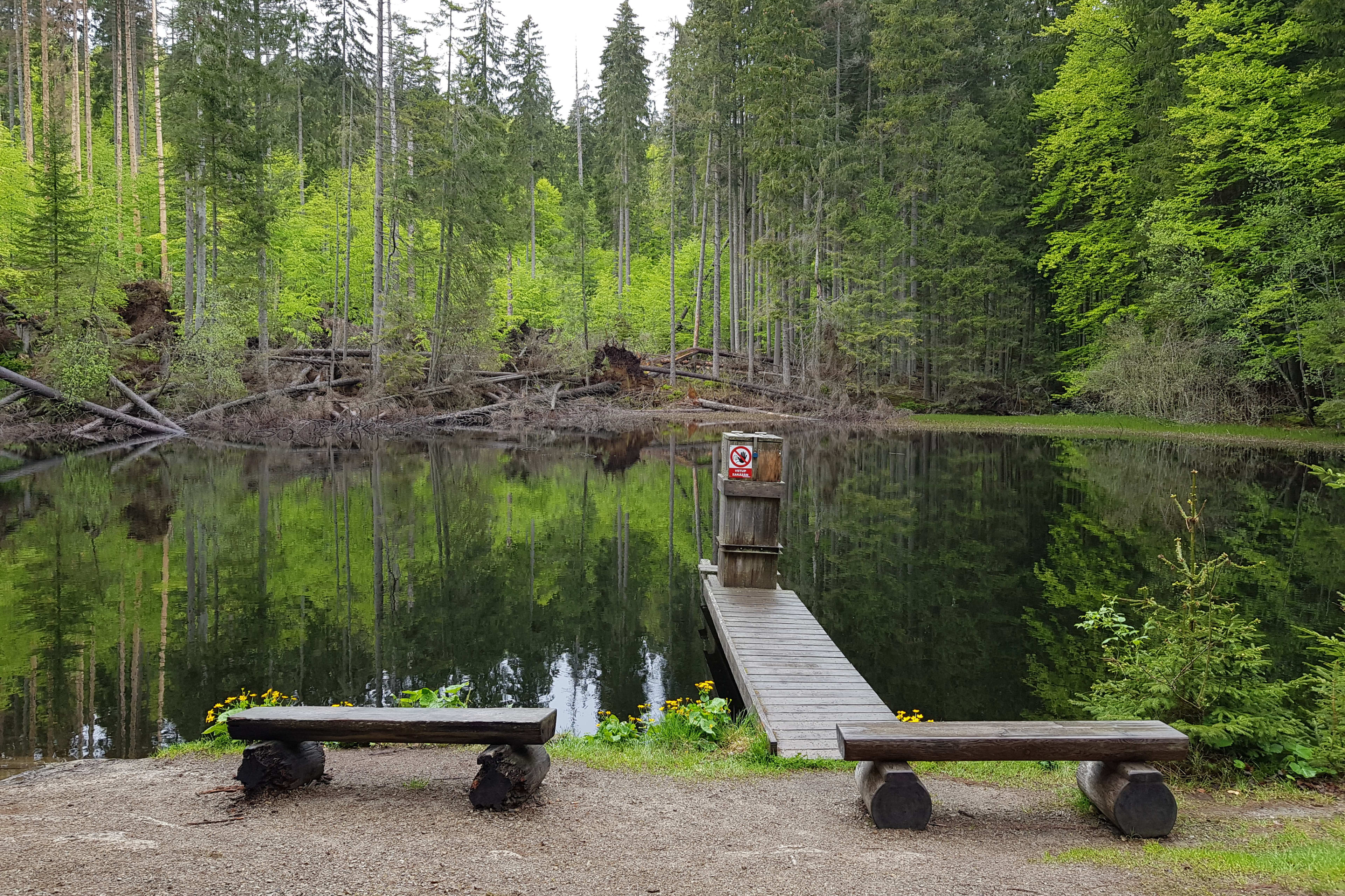 Boubínský prales