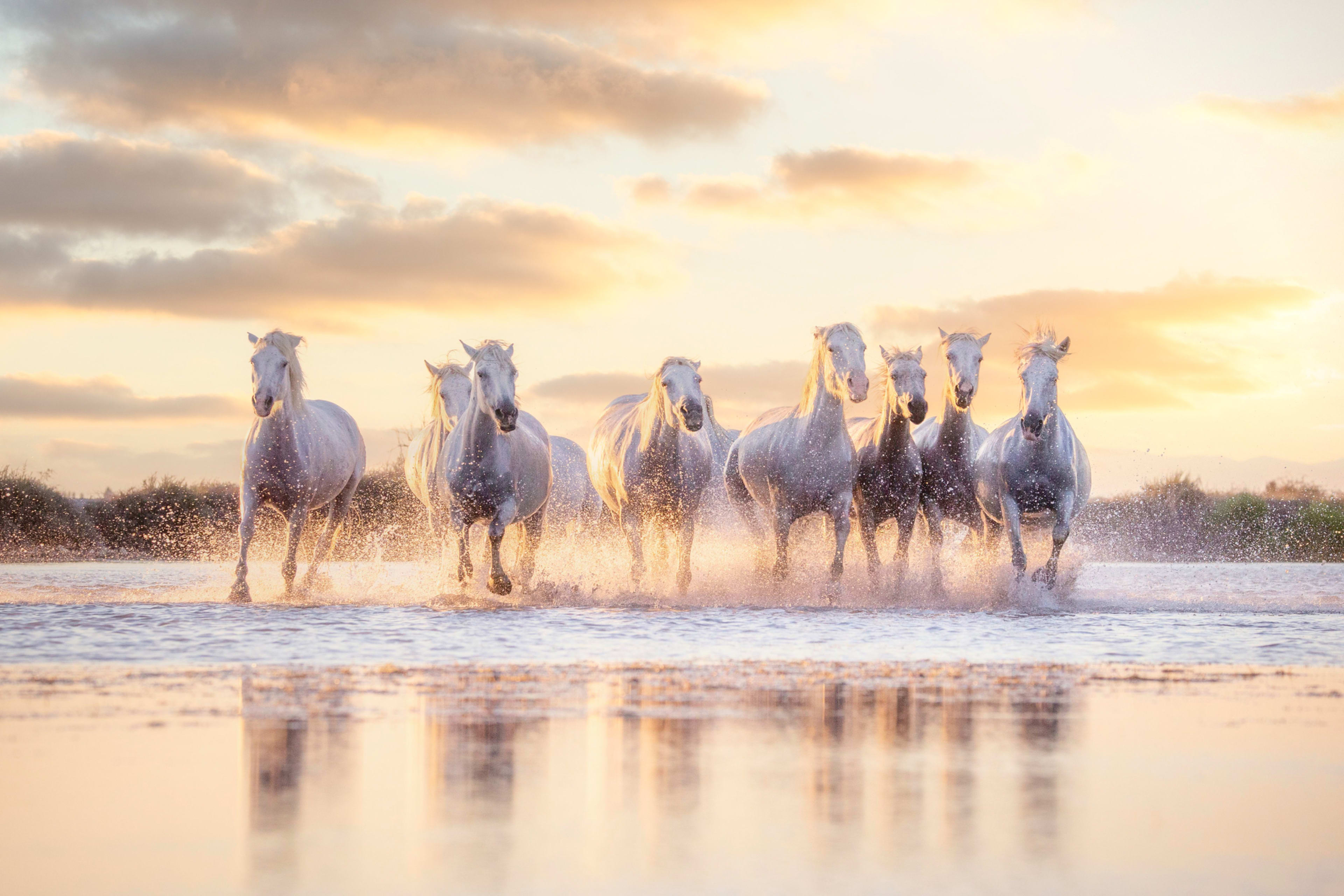 Camargue