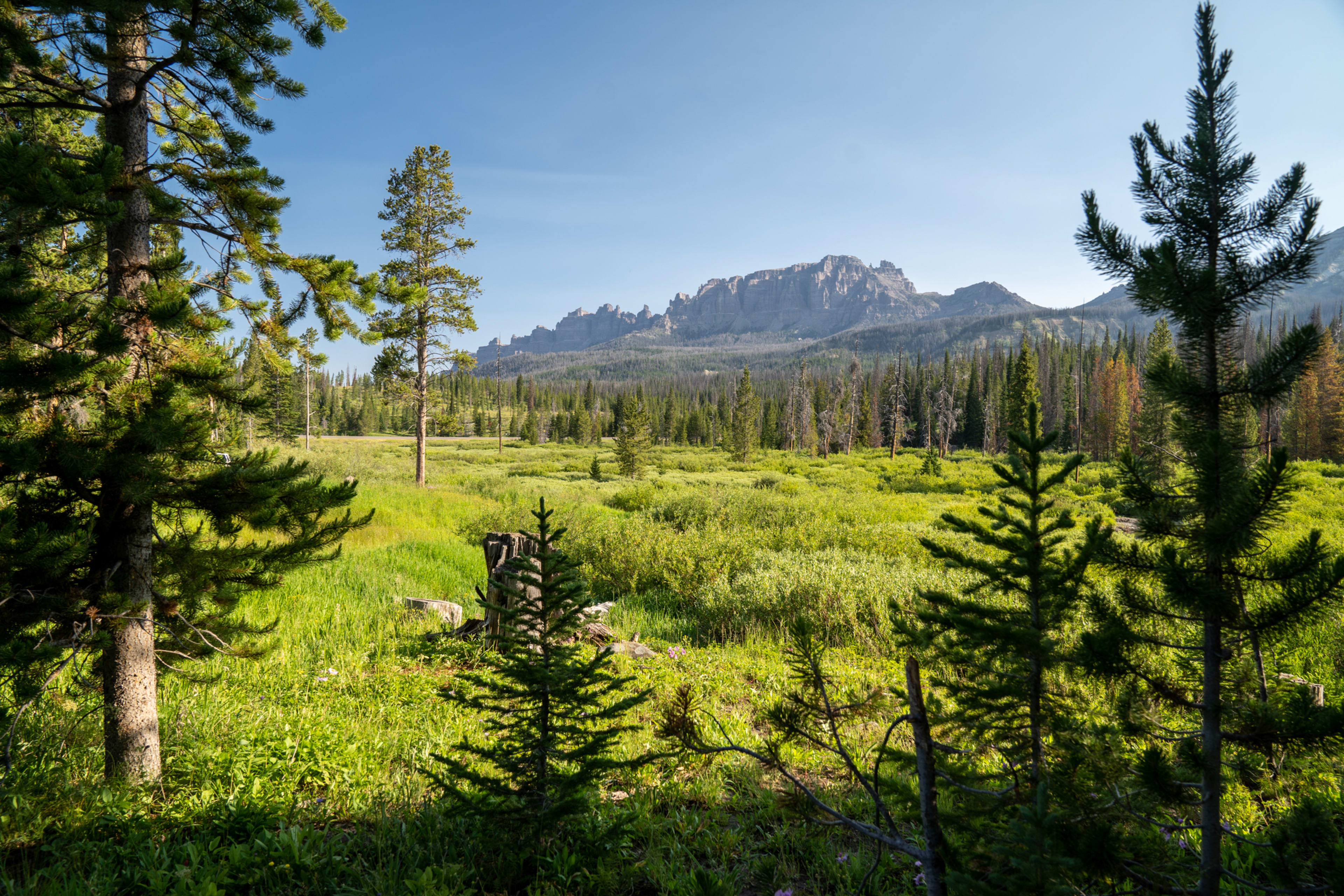 Shoshone National Forest