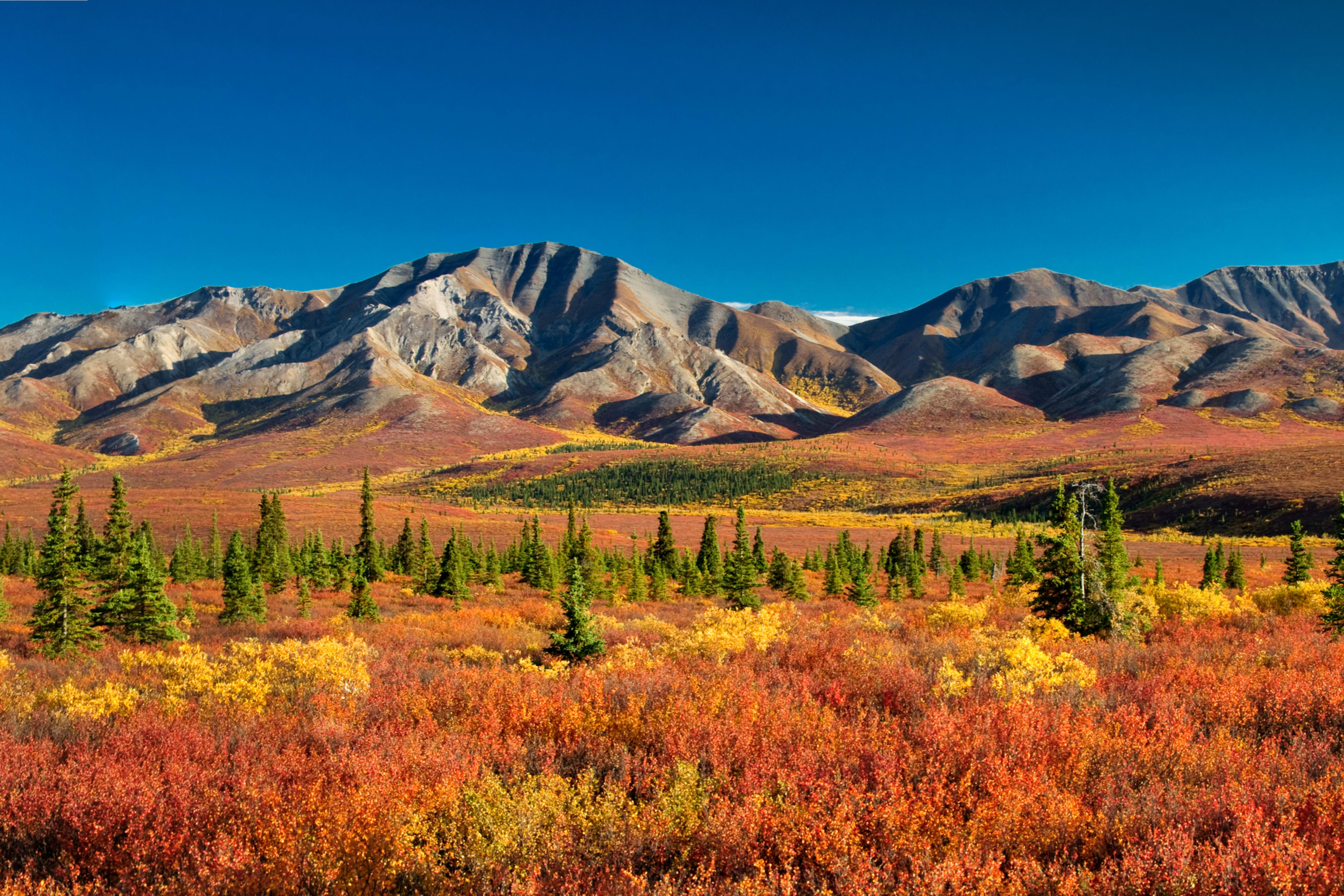 Denali National Park