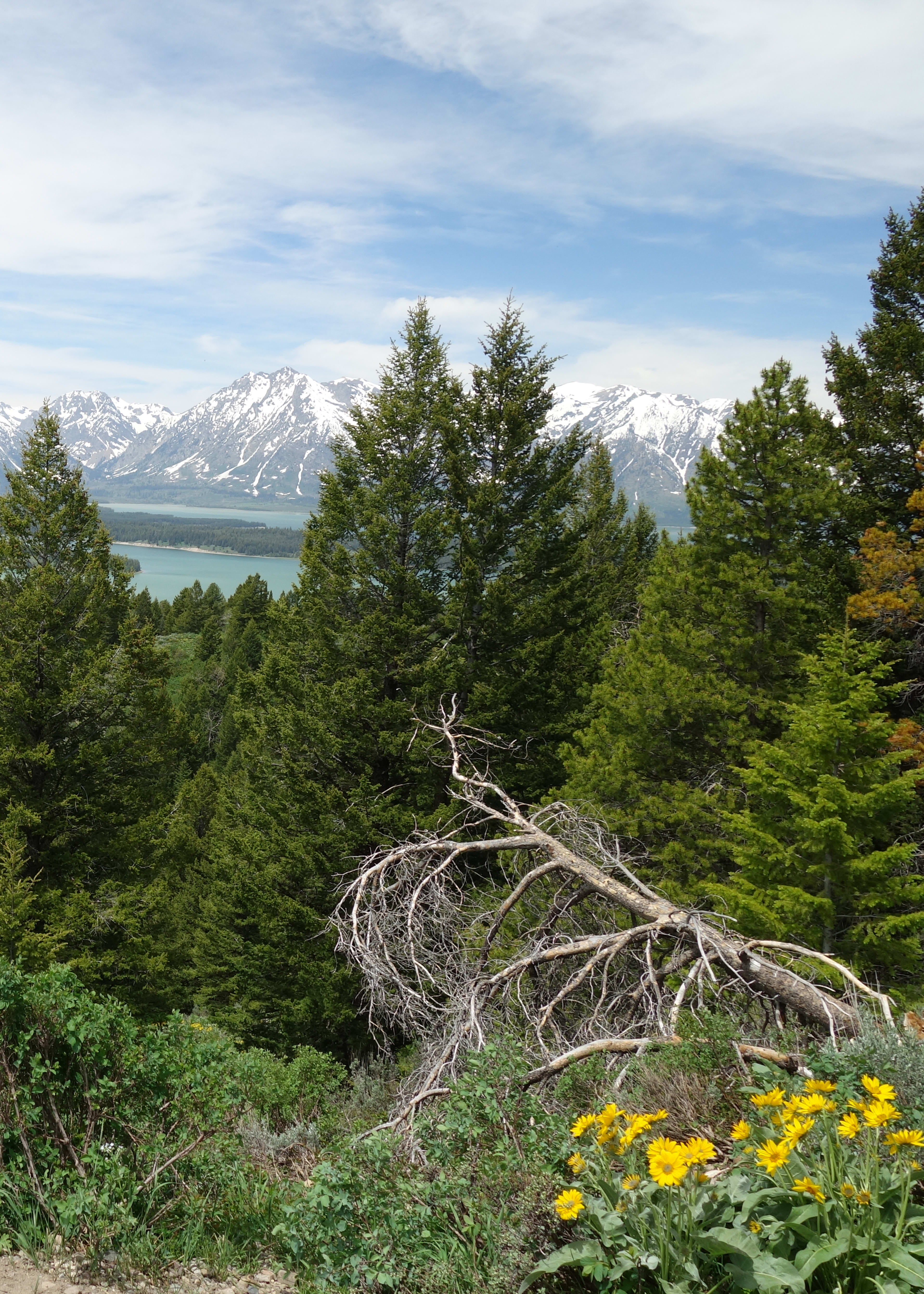 Grand Teton