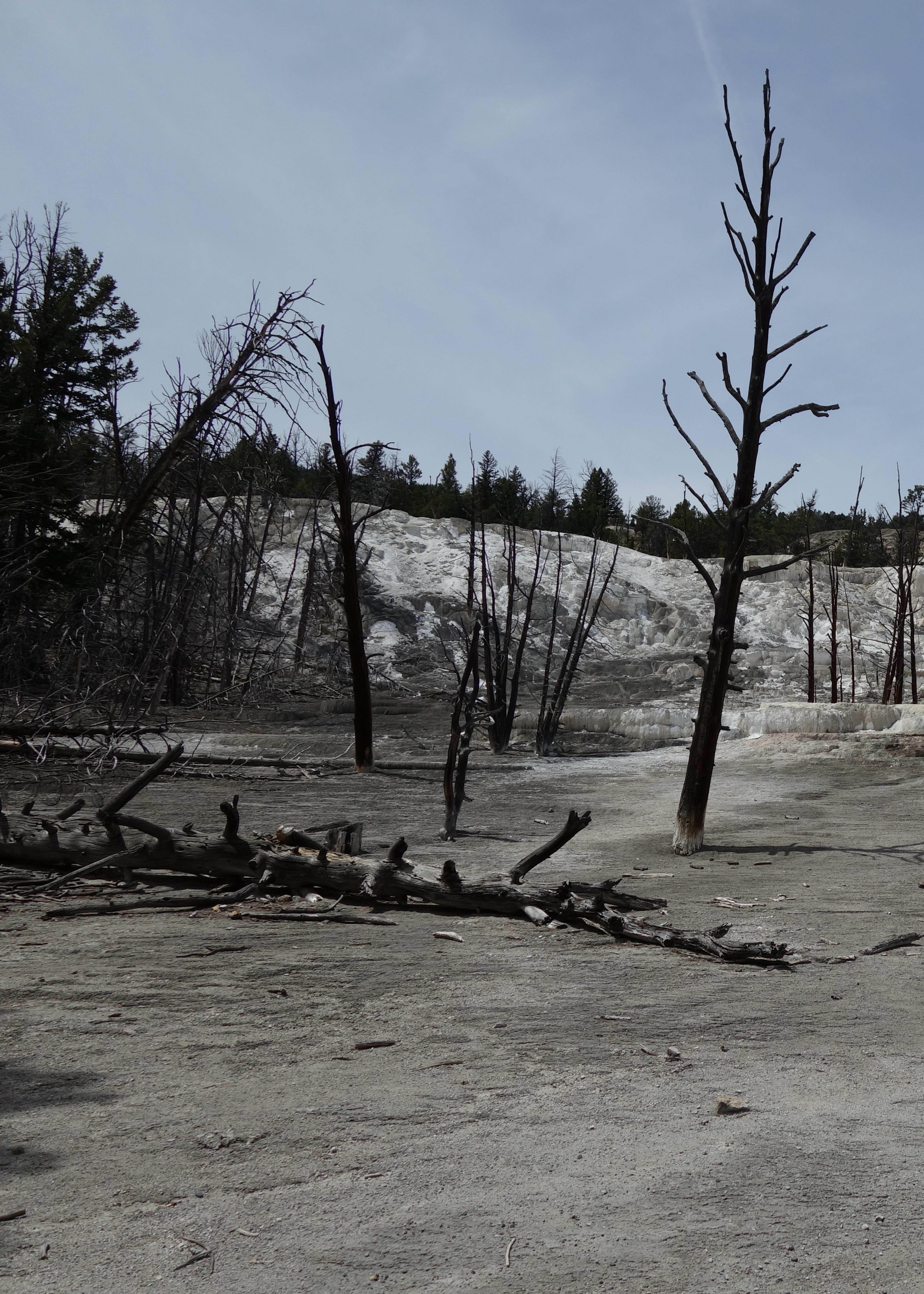 Mammoth Hot Springs