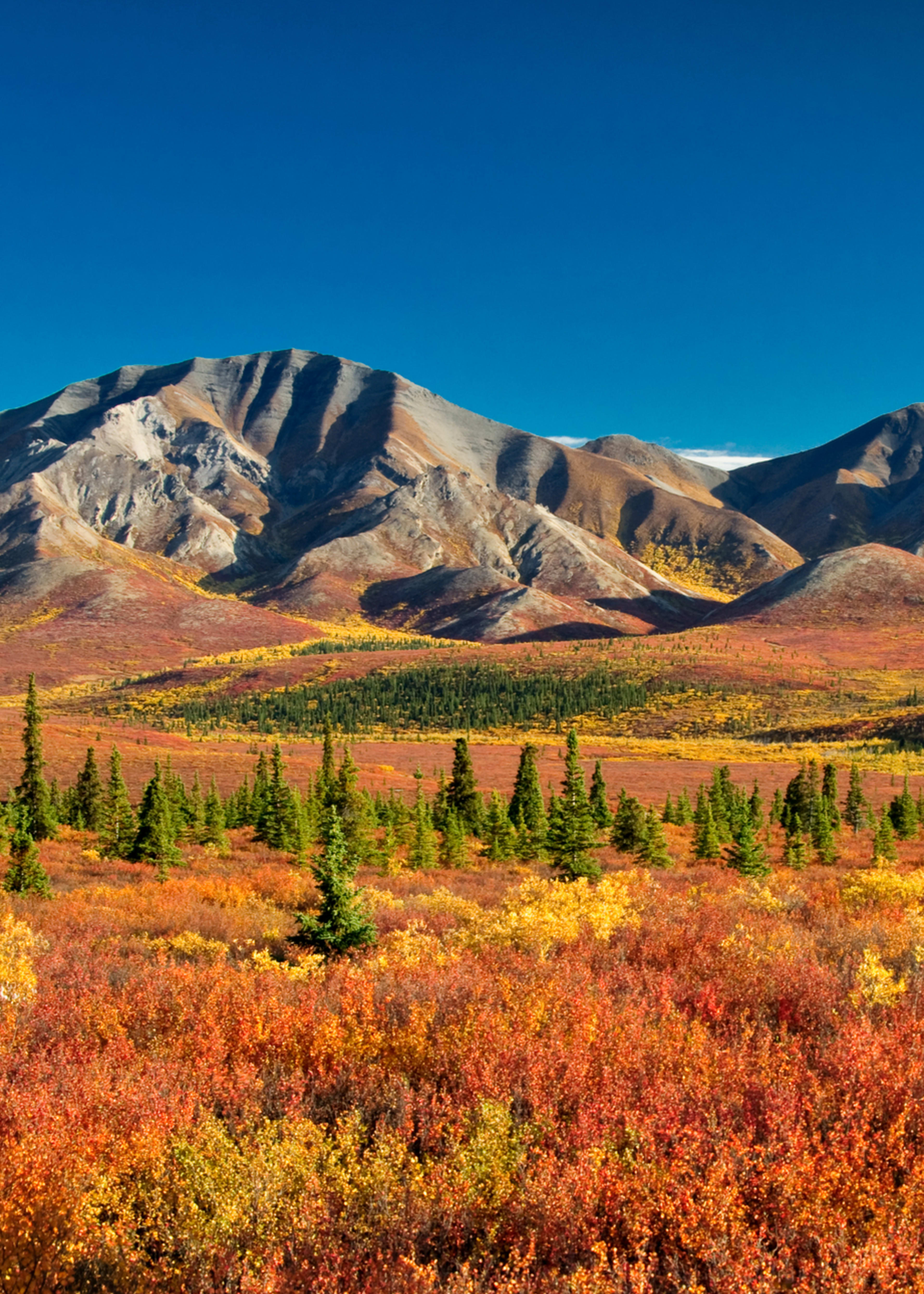 Denali National Park
