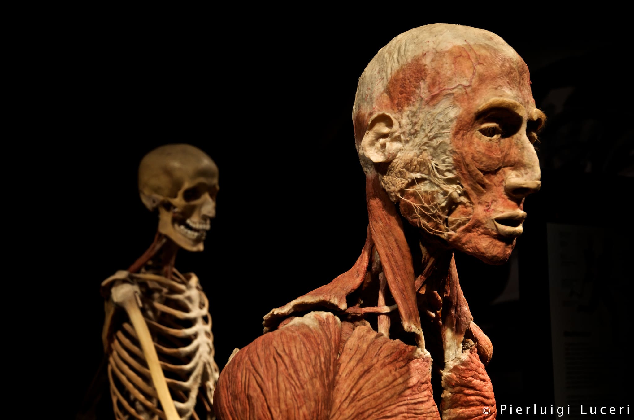 Výstava Body Worlds
