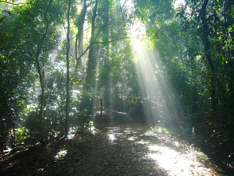 Prales Udawattakele