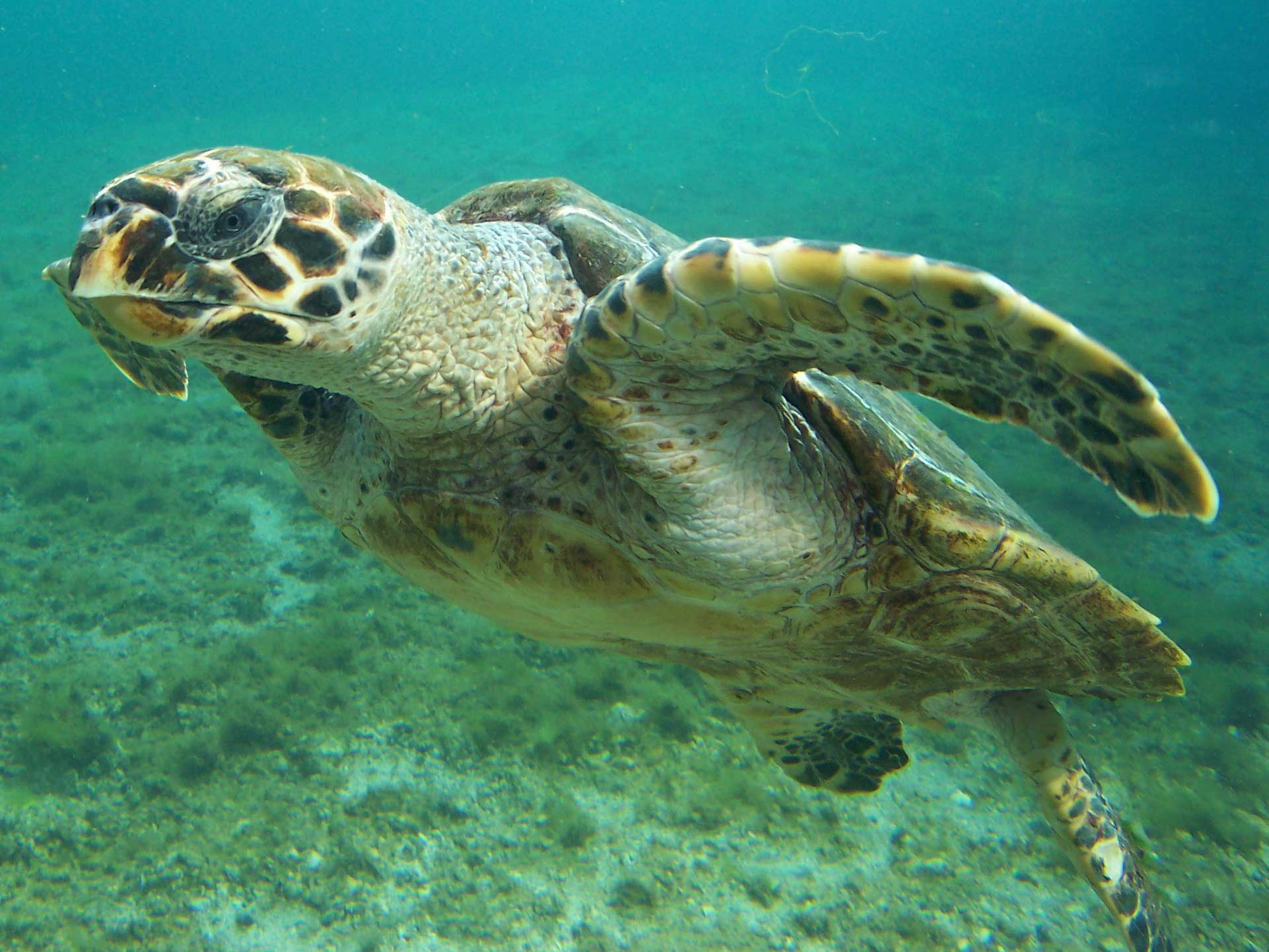 Za želvami Caretta-Caretta na ostrov Zakynthos