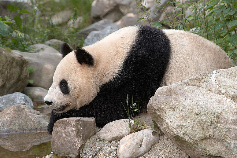 Vídeňská ZOO
