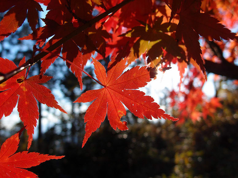 Maple festival v Monterey