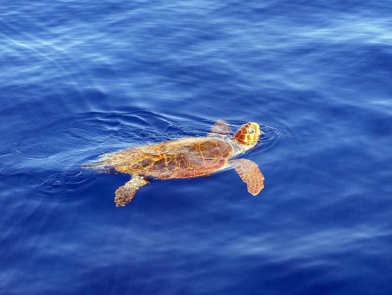 Želvy Caretta-Caretta