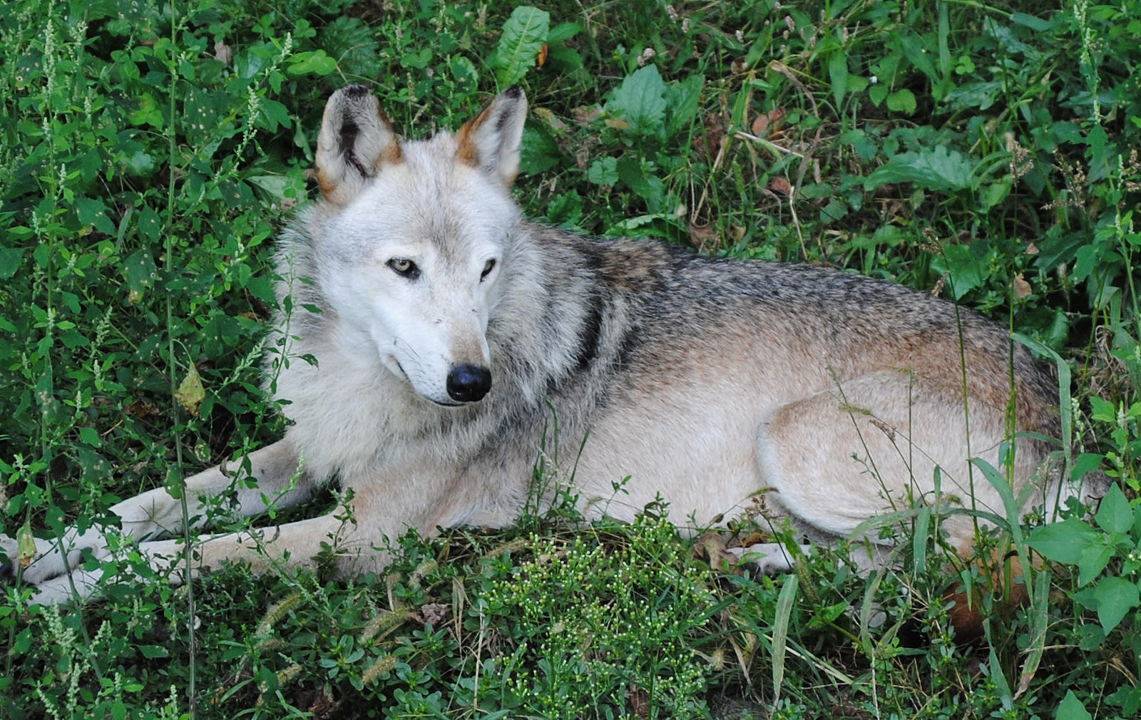 Zoo Osijek