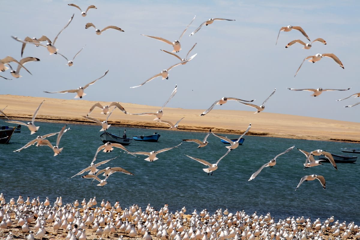 Národní rezervace Paracas