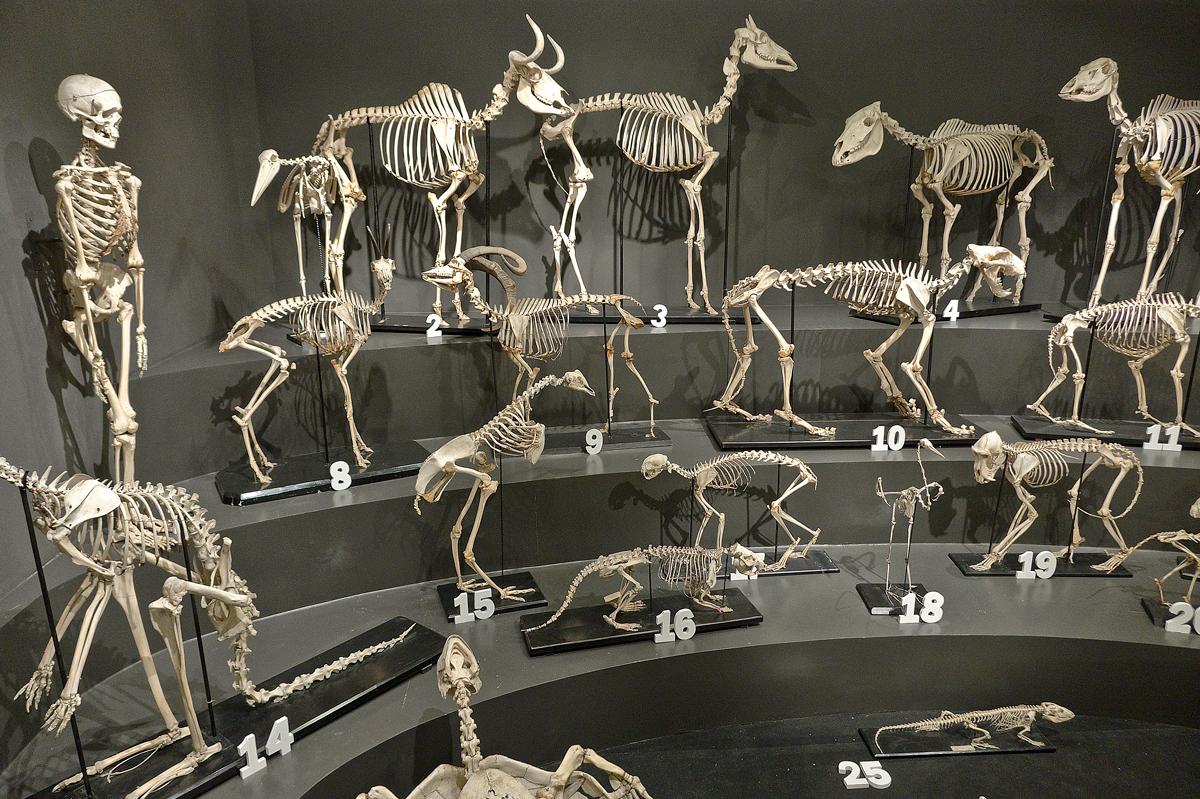 Přírodovědecké muzeum